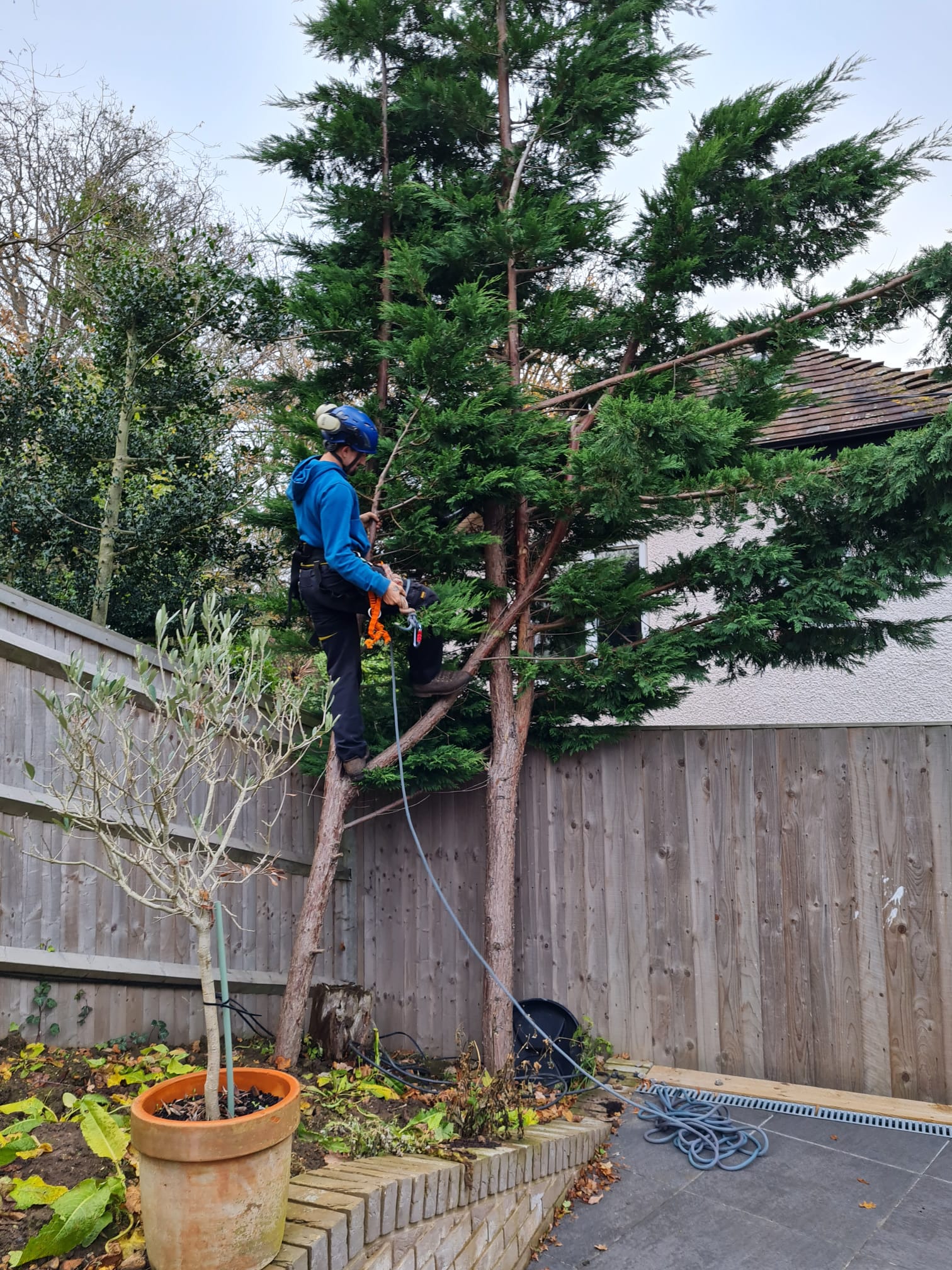 Tree surgery in Southampton