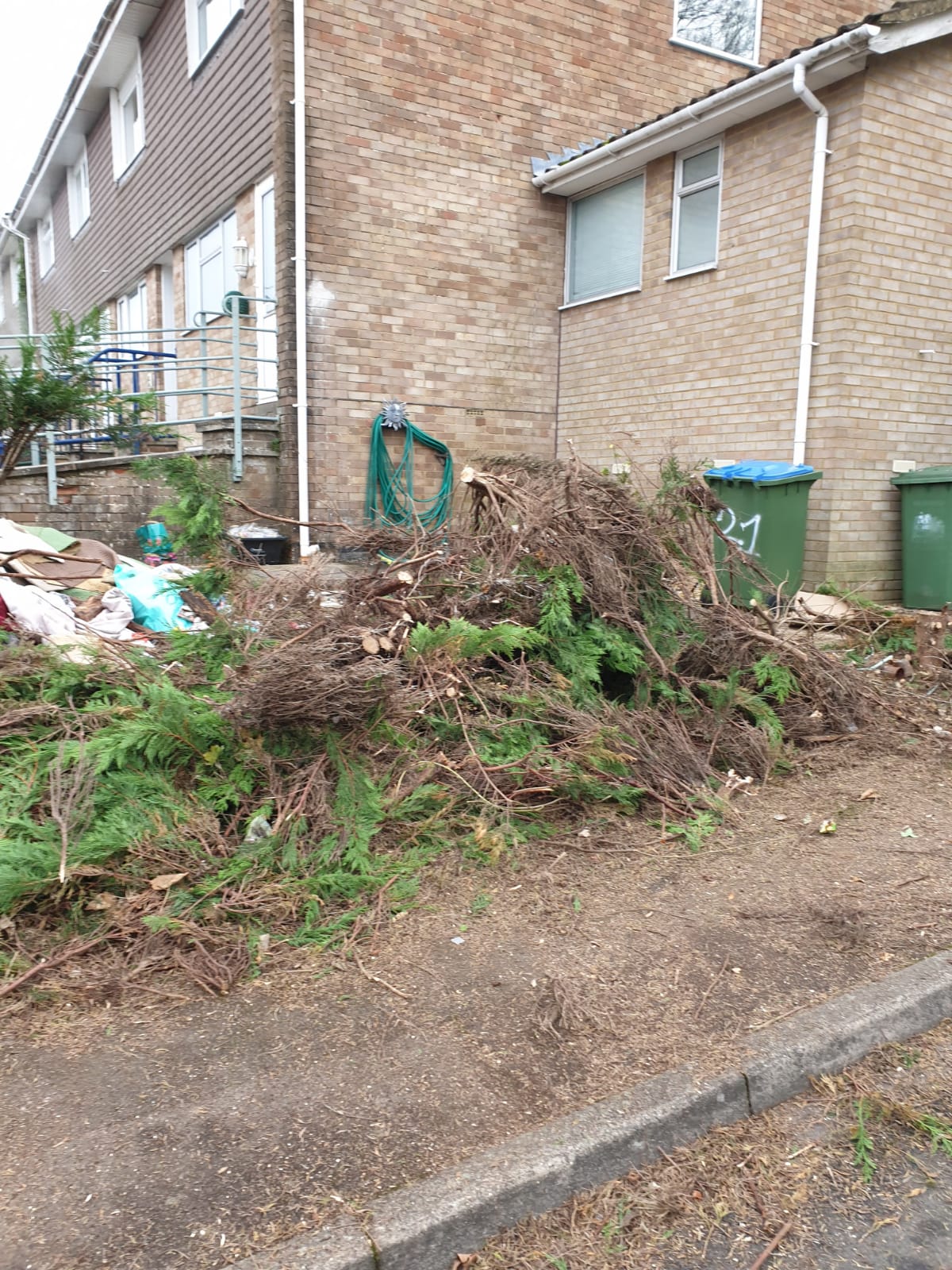 Tree surgery in Southampton