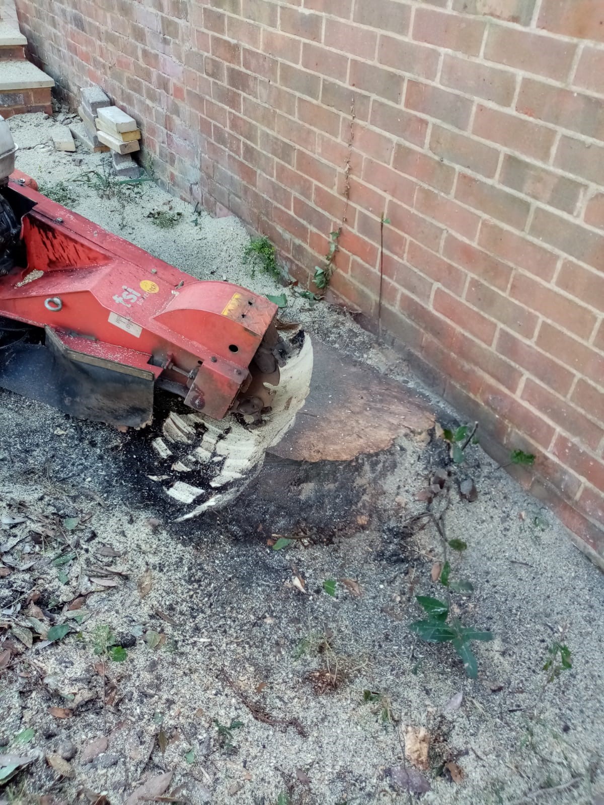 Tree surgery in Southampton