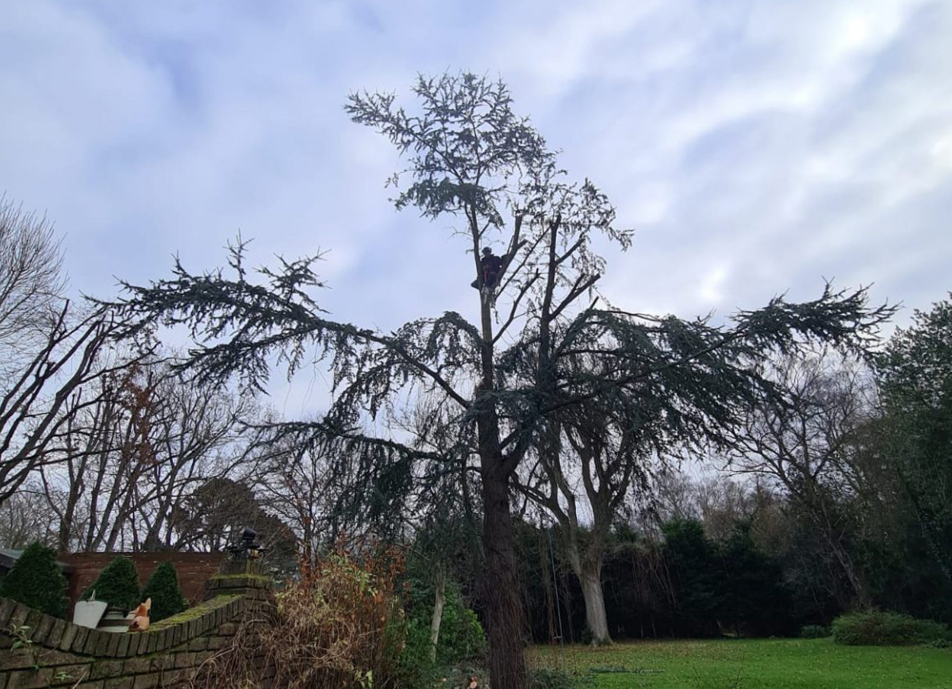 tree maintenance in Southampton