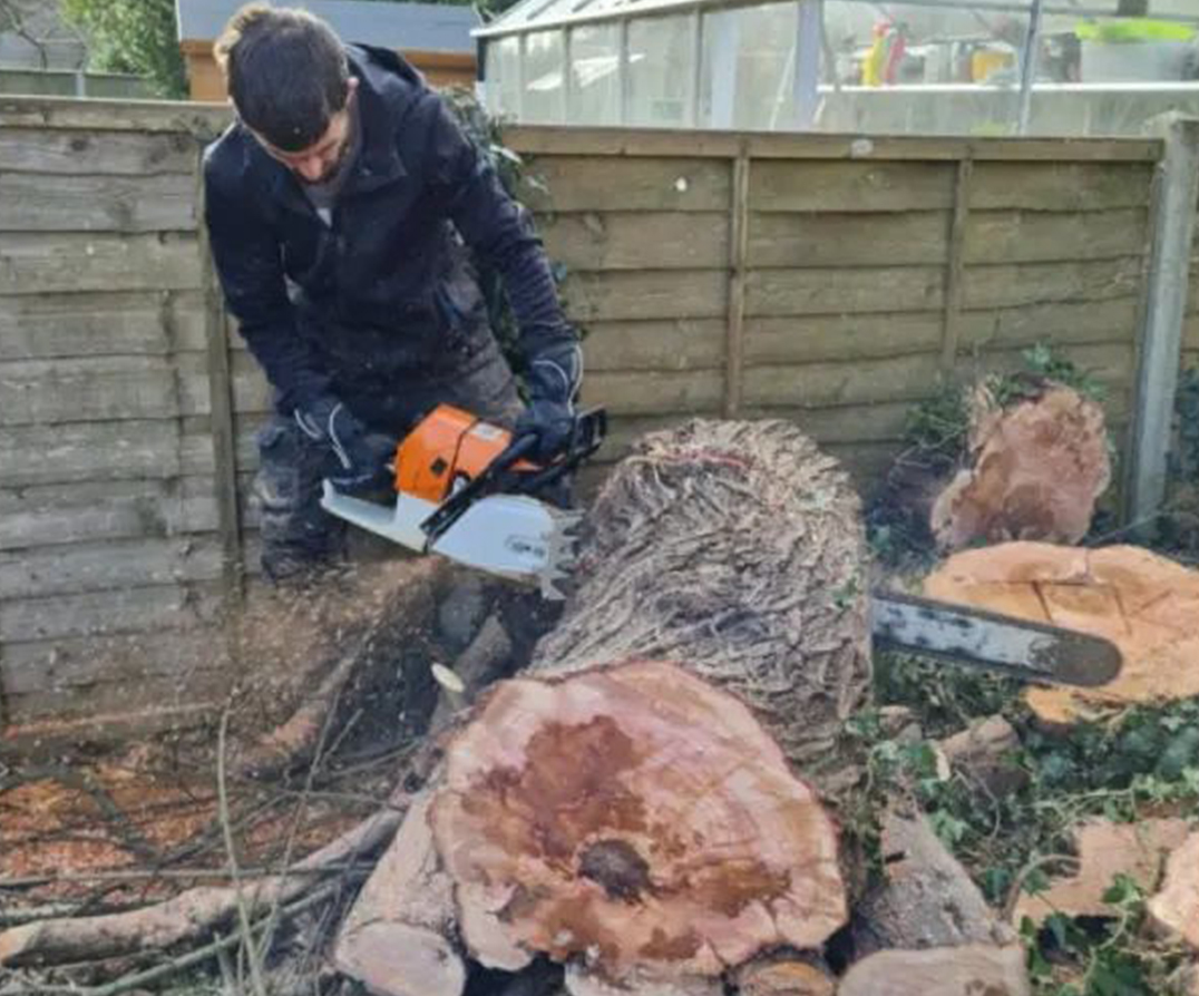 Tree care and maintenance in Southampton