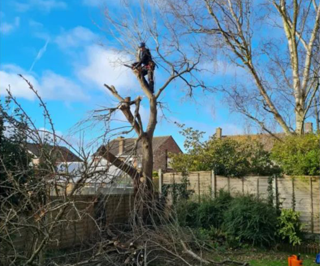 Tree care and maintenance in Southampton