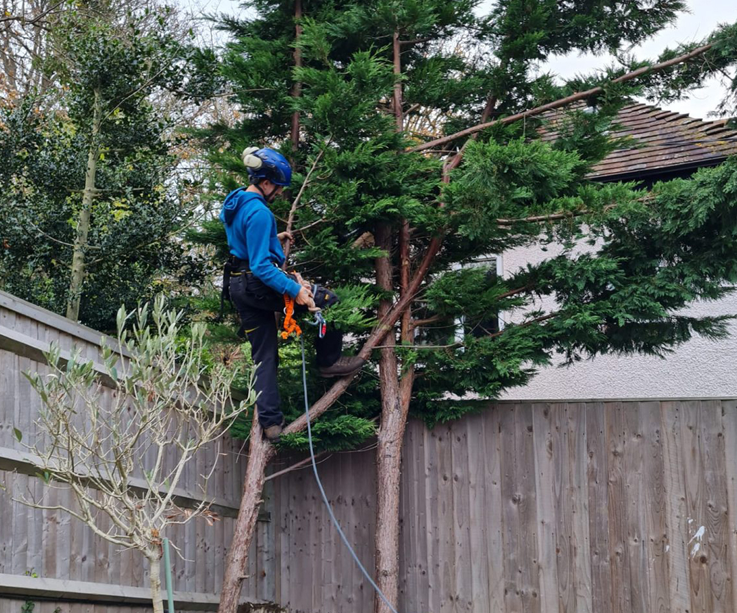 tree surgeons in Southampton